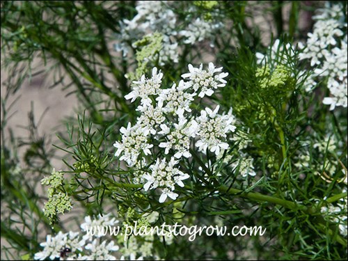 A close up of the floral umbel. The first set of 7 images where taken in the Heb Garden at Boerner Botanical Gardens.